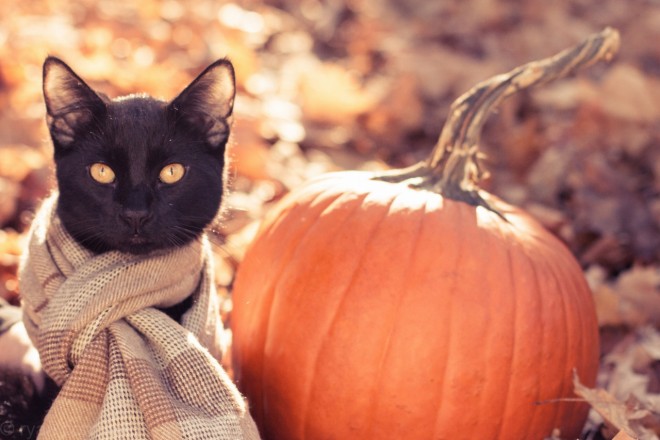 Hangolódj az őszre cuki macskás képekkel!