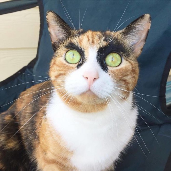 Az internet új kedvence a morcos tekintetű cica