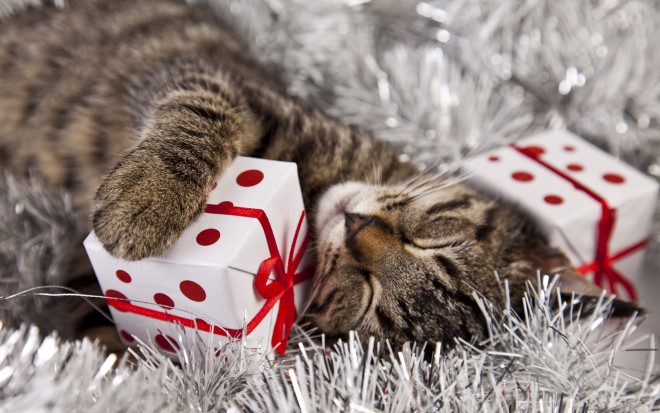 Nézd meg, hogyan bontják ki a karácsonyi ajándékukat ezek a cicák!