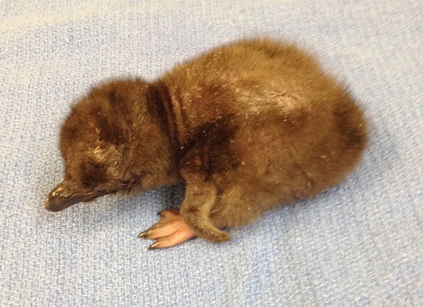 Cincinnati Állatkert legújabb baby pingvinje