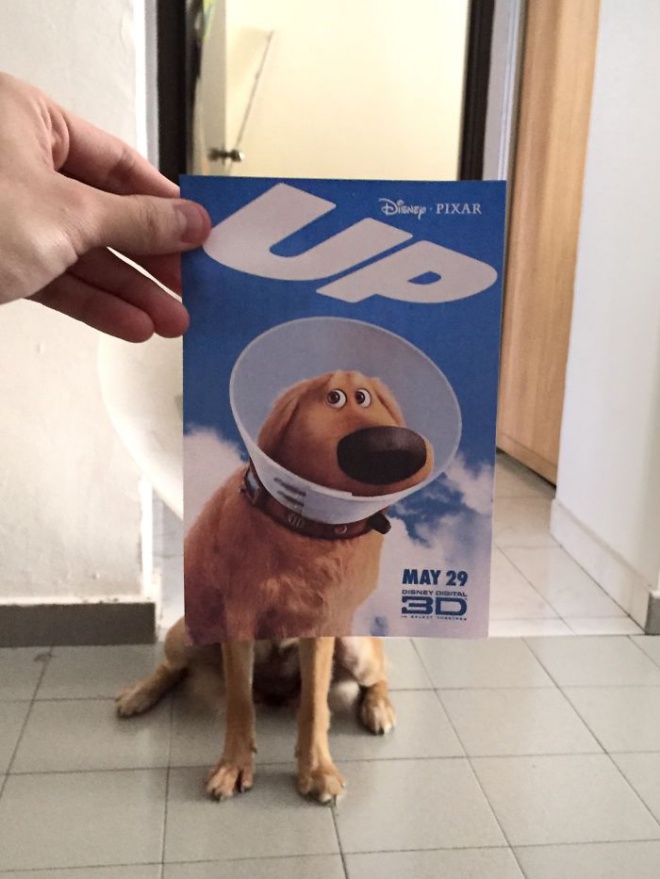 Filmplakát és kutya találkozása