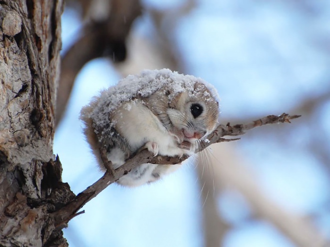 30 imádnivaló mókusos fotó
