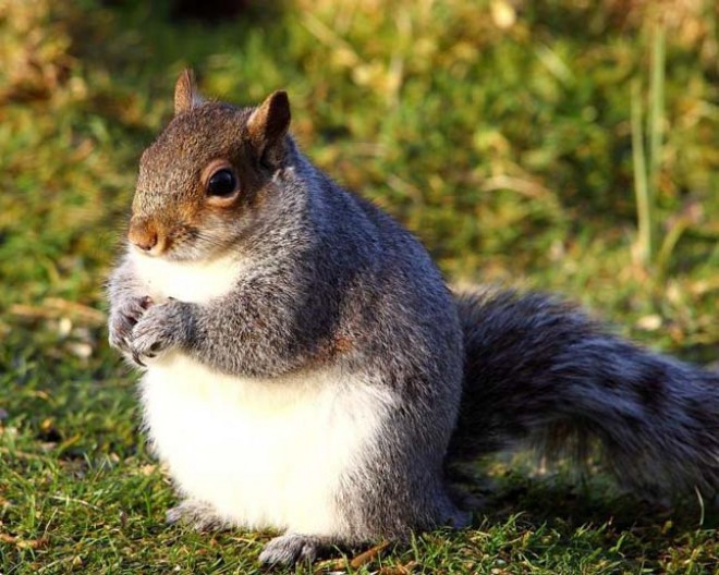 Gömbölyded mókusok lepték el Amerika és Kanada egyes részeit