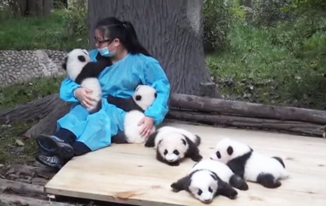 A világ legjobb munkája: hivatásos pandaölelgető